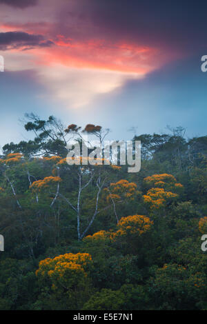 Floración pueda árboles al atardecer en el Bosque de Nubes del Parque Nacional Altos de Campana, República de Panamá. Foto de stock