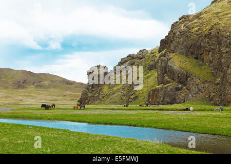 Los yaks (Bos mutus) y mongol, Caballos que pastan en un valle en el río, cerca de Arvaikheel Ongiyn, estepa del Sur Foto de stock