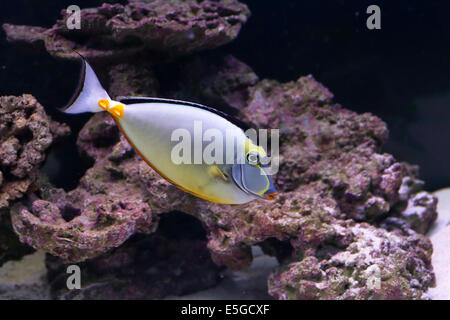 Un elegante, unicornfish Naso elegans, nadando en un acuario de agua marina tropical. Este pez se puede encontrar en los arrecifes de coral en el