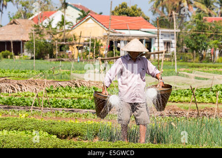 Riego en la aldea de hortalizas de Tra Que, Hoi An, de la provincia de Quang Nam, República Socialista de Vietnam. Foto de stock