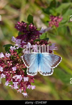 Chalkhill mariposa azul alimentándose de mejorana salvaje. Hillside Ranmore Denbies, común, Surrey, Inglaterra. Foto de stock