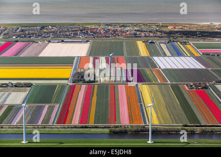 Países Bajos, Burgervlotbrug, campos de tulipanes y molinos de viento, antena Foto de stock