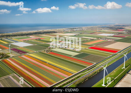 Países Bajos, Burgervlotbrug, campos de tulipanes y molinos de viento, antena Foto de stock