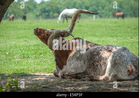 Texas Longhorn -Watusi MIX BREED steer Foto de stock
