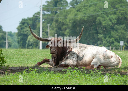 Texas Longhorn-Watusi bull ganado de raza mixta Foto de stock