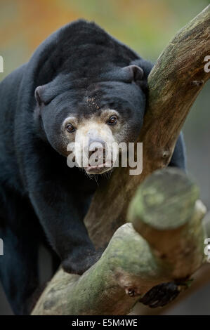 Sun malaya oso o el sol de Malasia oso (Ursus malayanus, Helarctos malayanus) Foto de stock