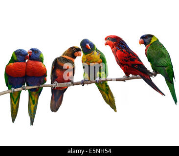 Los loros coloridos(Rainbow Lorikeet), donde se posan ,aislado sobre fondo blanco.