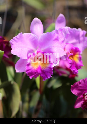 Hermosa Rosa orquídea florece en el jardín