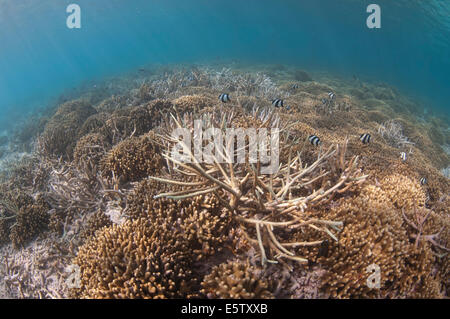 Humbug Dascyllus superficial en un jardín de coral en Maldivas Foto de stock