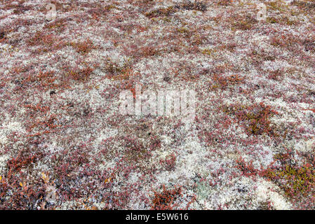 Fondo de vegetación de tundra ártica de líquenes, musgos y abedules enanos Foto de stock