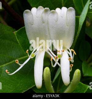 Honeysuckle / madreselva europeo común / woodbine (Lonicera periclymenum) en flor Foto de stock