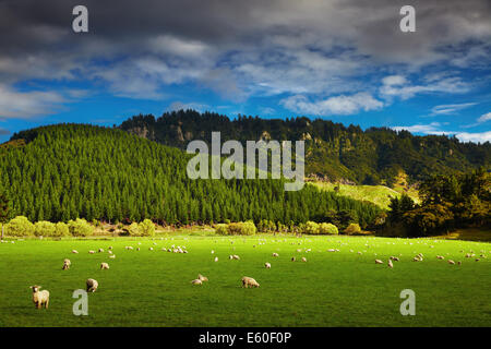 Paisaje con bosque y el pastoreo de ovejas, Isla del Norte, Nueva Zelanda
