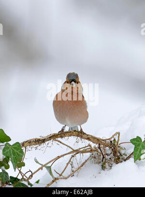 Pinzón vulgar Fringilla coelebs nieve en invierno de Norfolk