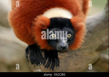 Rojo Ruffed Lemur (Varecia variegata rubra, Varecia variegata ruber) Foto de stock