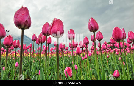 Indira Gandhi Memorial Tulip jardín denominado anteriormente como modelo, Centro de floricultura, Cheshmashahi Sirajbagh, Srinagar, es el lar Foto de stock