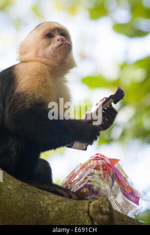 Robo de monos fotografías e imágenes de alta resolución - Alamy