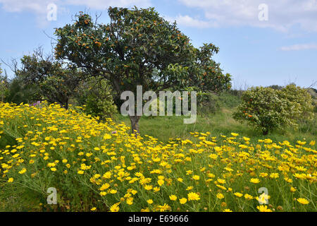 Golden Manzanilla (Anthemis tinctoria syn Cota tinctoria) y Níspero o níspero Japonés (Eriobotrya japonica) Foto de stock