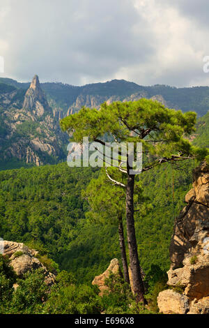 Pino Laricio (Pinus nigra laricio) de Bavella Pass, Córcega, Francia Foto de stock