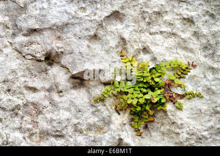 La flora del parque nacional de Ojców. Maidenhair maidenhair (Asplenium trichomanes) creciendo en Lime Rock. Foto de stock