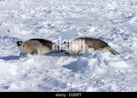 Las focas arpa o invertido juntas (Pagophilus groenlandicus, Phoca groenlandica), dos hembras adultas sobre hielo Foto de stock