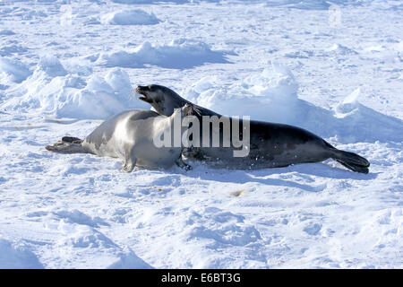 Las focas arpa o invertido juntas (Pagophilus groenlandicus, Phoca groenlandica), dos hembras adultas en bloques de hielo, combates Foto de stock
