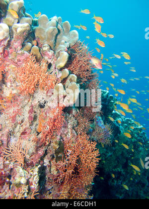Colorido jardín de coral en el arrecife Alidhoo, Haa Alifu atoll en Maldivas Foto de stock