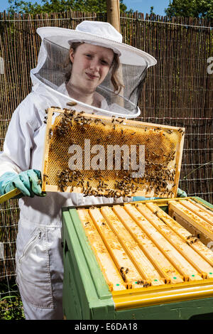 Las hembras jóvenes de apicultor con bastidor de sujeción del panal de las abejas dentro de la colmena durante la comprobación y la cantidad de miel. Hampshire, UK Foto de stock