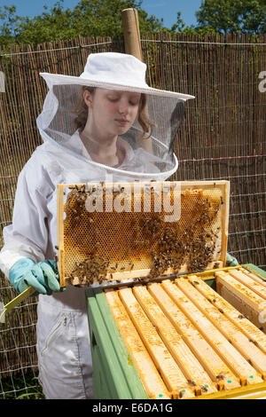 Las hembras jóvenes de apicultor con bastidor de sujeción del panal de las abejas dentro de la colmena durante la comprobación y la cantidad de miel. Hampshire, UK Foto de stock