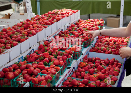 https://l450v.alamy.com/450ves/e6dtfx/las-fresas-organicas-para-la-venta-en-el-mercado-del-agricultor-de-culver-city-el-martes-por-la-tarde-en-culver-city-los-angeles-california-estados-unidos-e6dtfx.jpg