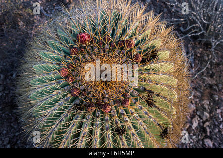 Flores, cactus gigante cactus endémicos de barril, Isla Catalina, Mar de Cortez, en Baja California Sur, Mexico Foto de stock