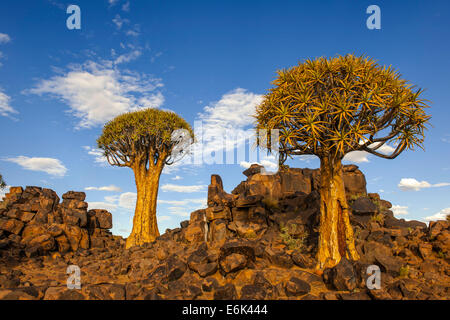 El carcaj Árbol o Kocurbom (Aloe dichotoma) sobre una meseta rocosa, Keetmanshoop, Karas, Región Namibia Foto de stock