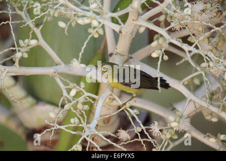 Anthreptes Malacensis Foto de stock