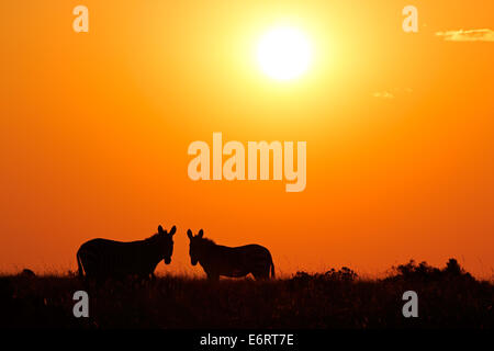Dos cebras de montaña (Equus zebra) siluetas contra un rojo amanecer, Sudáfrica Foto de stock