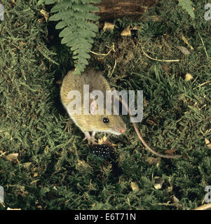 Cuello amarillo - Apodemus flavicollis ratón Foto de stock