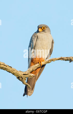 Hembra rojo-footed Falcon (Falco vespertinus) donde se posan en una rama Foto de stock