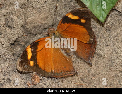 Hoja de Otoño asiático alias (Australia) Leafwing butterfly (Doleschallia bisaltide), vista dorsal