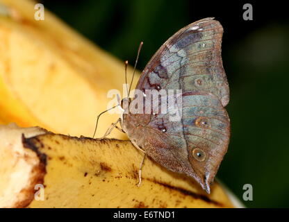 Hoja de Otoño asiático alias (Australia) Leafwing butterfly (Doleschallia bisaltide) visto de perfil