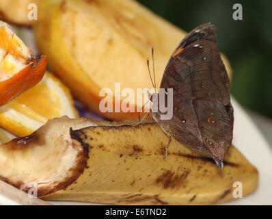 Hoja de Otoño asiático alias (Australia) Leafwing butterfly (Doleschallia bisaltide) alimentación de frutas