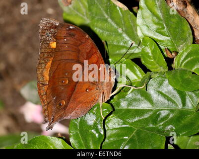 Hoja de Otoño asiático alias (Australia) Leafwing butterfly (Doleschallia bisaltide)