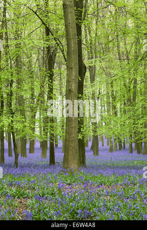 Hyacinthoides non scripta. Un inglés bluebell wood en primavera.