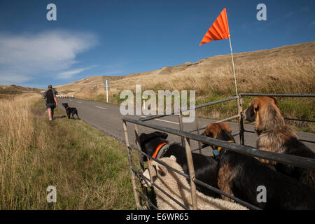 Agricultor con perros de trabajo, redondeando las ovejas, ovejas llegando desde la carretera, Isla del Norte, Nueva Zelanda