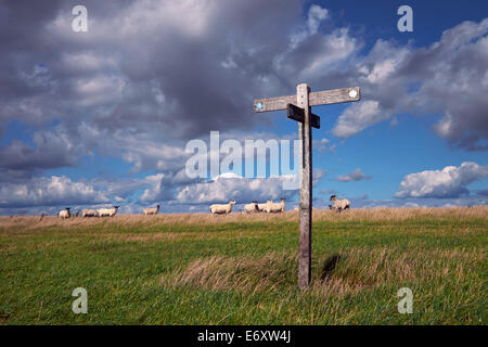 Ovejas y dedo-post signo en South Downs camino cerca de Bostal Hill. Alfriston, Sussex, Inglaterra. Foto de stock