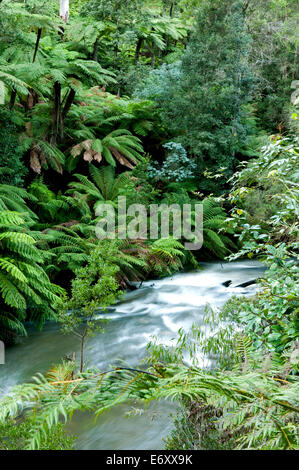 A lo largo de la selva tropical templada fría Errinindra River, Parque Nacional Errinundra, Victoria, Australia Foto de stock