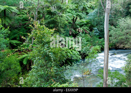 A lo largo de bosque lluvioso templado Errinindra River, Parque Nacional Errinundra, Victoria, Australia Foto de stock