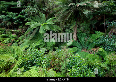 El bosque templado frío, Parque Nacional Errinundra, Victoria, Australia Foto de stock