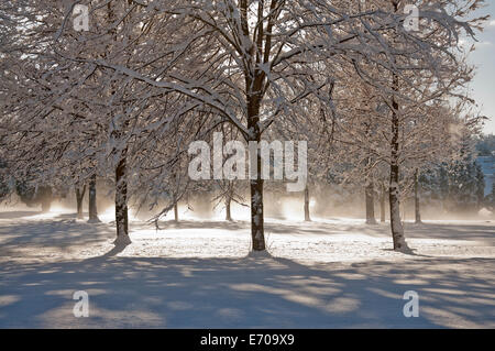 Los árboles cargados de nieve en una hermosa mañana soleada con una ligera niebla entre los árboles Foto de stock