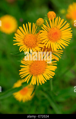 Británico de cabeza amarilla o Yellowhead, también Meadow Fleabane (Inula britannica), flores, Alemania Foto de stock