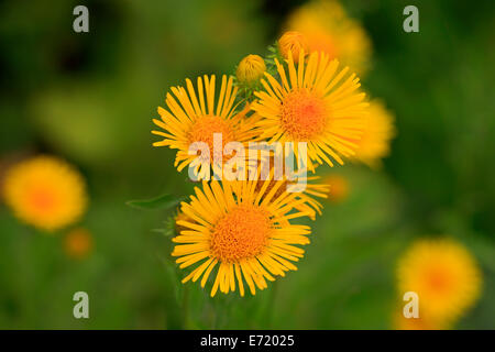 Británico de cabeza amarilla o Yellowhead, también Meadow Fleabane (Inula britannica), flores, Alemania Foto de stock