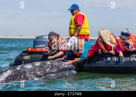 California ballena gris (Eschrichtius robustus) con emocionados observadores de ballenas en Bahía Magdalena, Baja California Sur, México Foto de stock