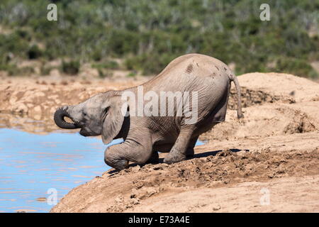 Bebé elefante africano (Loxodonta africana) potable en Hapoor waterhole, Parque Nacional de Elefantes Addo, Eastern Cape, Sudáfrica